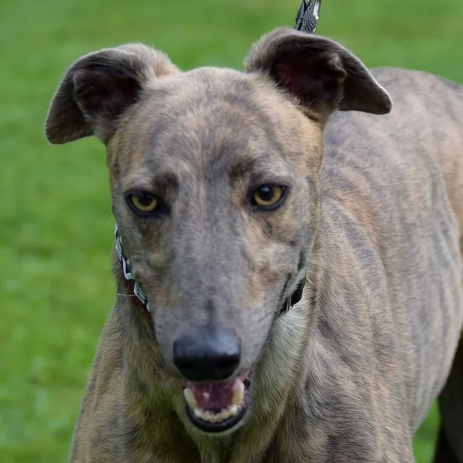 Greyhound Lucy