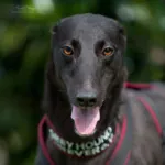 Greyhound Evelyn