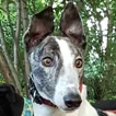 Greyhound Terry