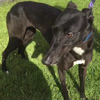 Greyhound Rosie