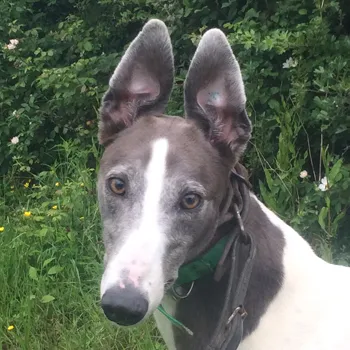 Greyhound Gloria/Willow