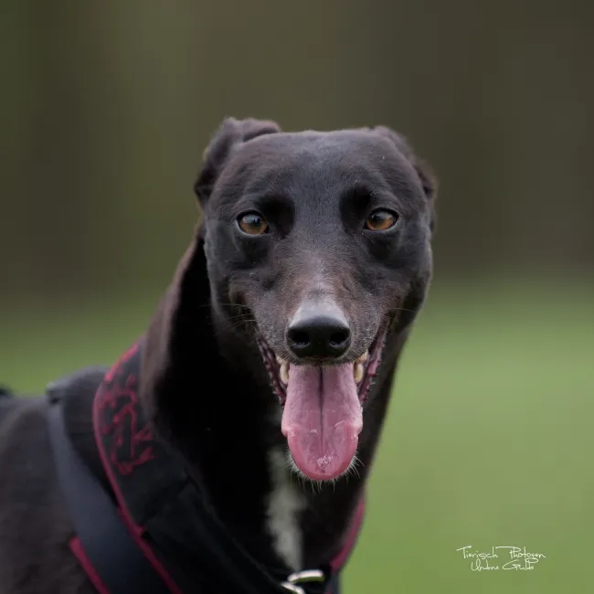 Greyhound Zena/Keeva