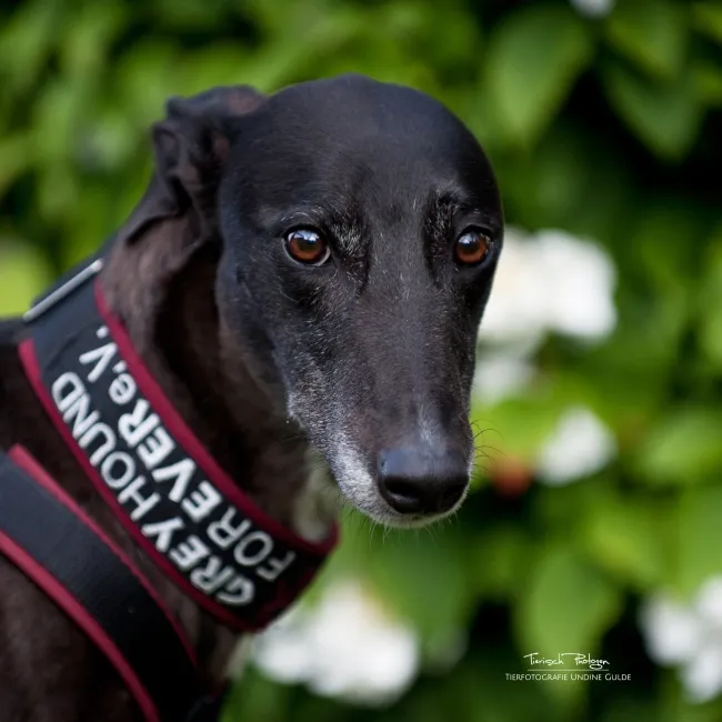 Greyhound Katie/Kaylee