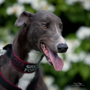 Greyhound Miley/Anik