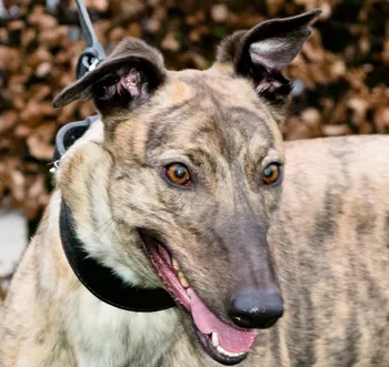 Greyhound Girlie