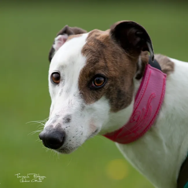 Greyhound Cracker/Lea