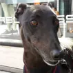 Greyhound Finn