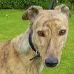 Greyhound Lilly