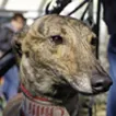 Greyhound Fred