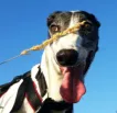 Greyhound Ozzy