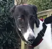 Greyhound Maggie