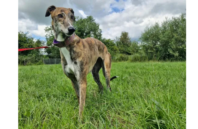 Greyhound Lucy