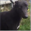 Greyhound Guinness