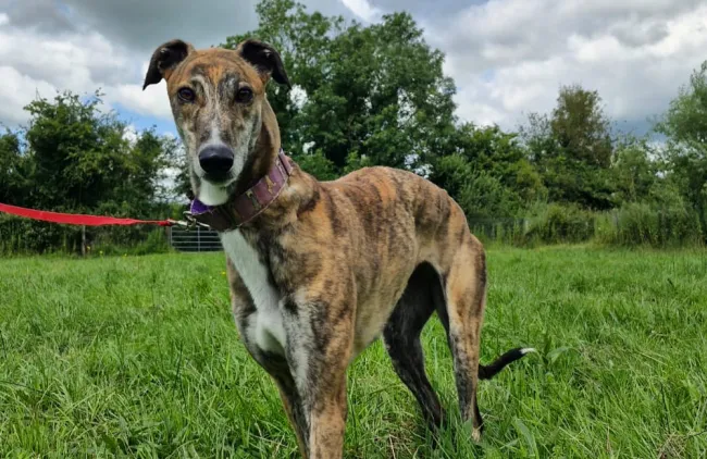 Greyhound Lucy