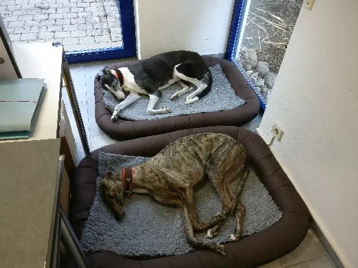Greyhound Neues von Shelby