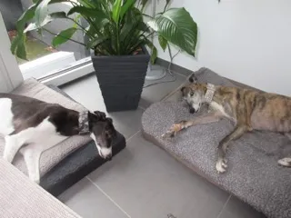 Greyhound Neues von Maggie