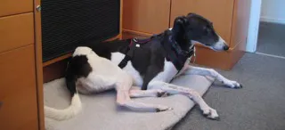 Greyhound Neues von Maggie