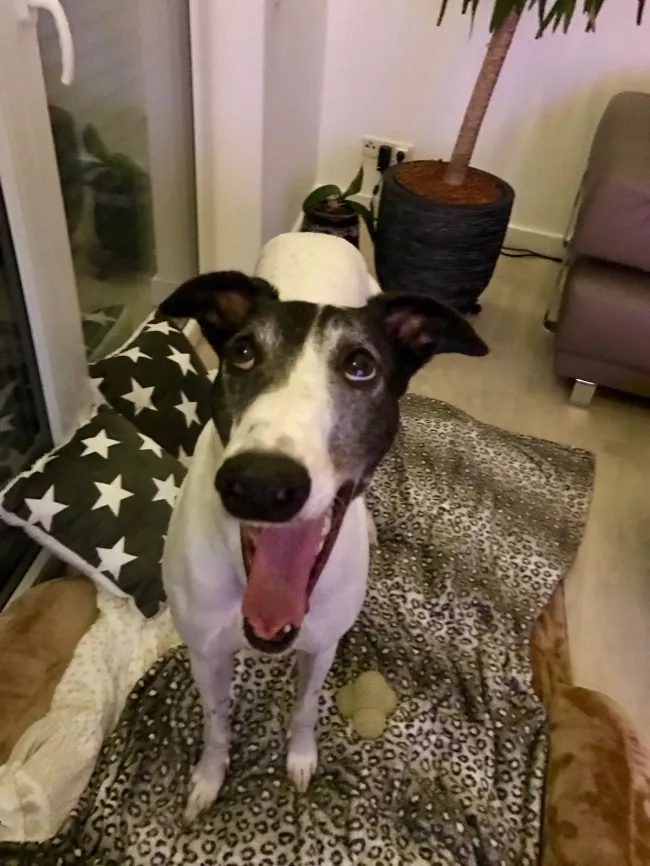 Greyhound Neues von Ozzy