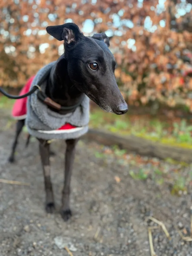 Leider keine Bildbeschreibung für whatsapp image 2026-03-19 at 14.02.11.jpeg vorhanden.