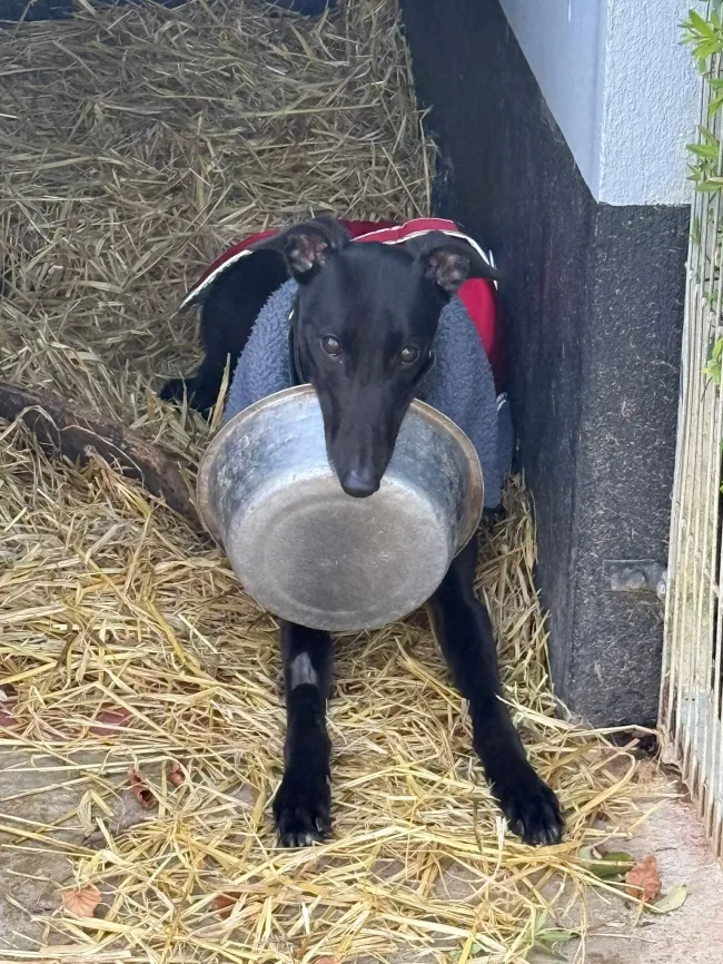 Leider keine Bildbeschreibung für whatsapp image 2026-03-19 at 14.02.11 (1).jpeg vorhanden.