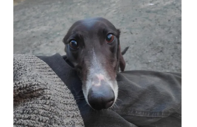 Greyhound Twinkletoes