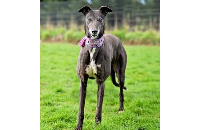 Greyhound Nell