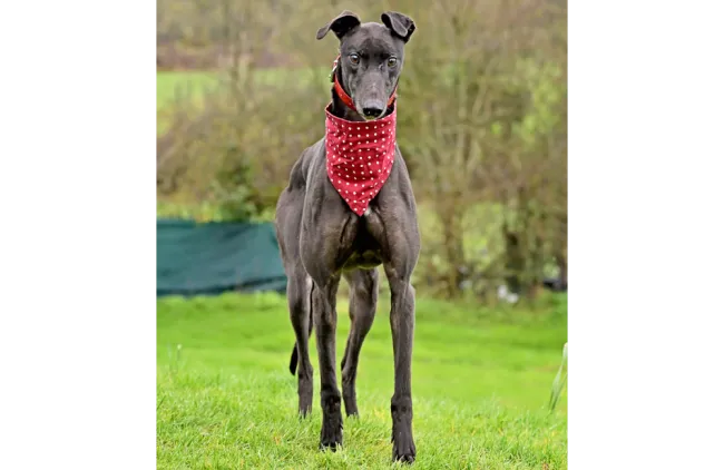 Greyhound Jamie