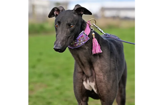 Greyhound Clyde