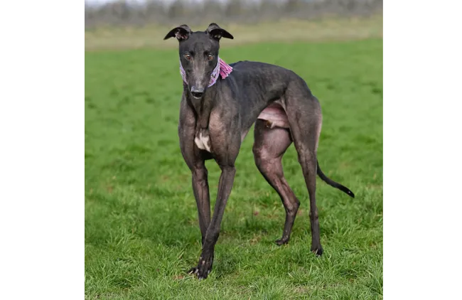 Greyhound Clyde