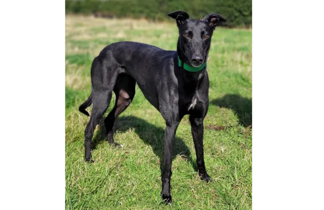 Greyhound Zara