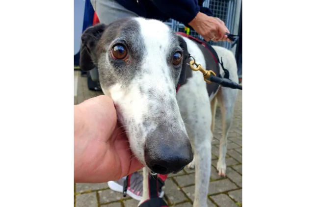 Greyhound Matt