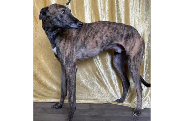 Greyhound Baz