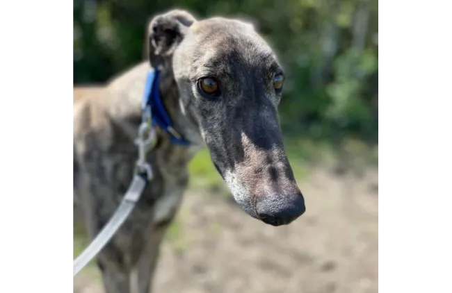 Greyhound Gaston