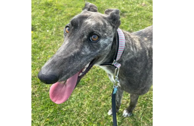 Greyhound Calissa/Moira