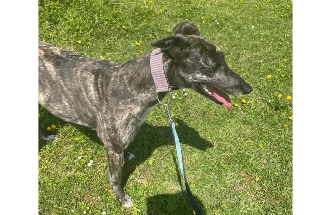 Greyhound Calissa/Moira