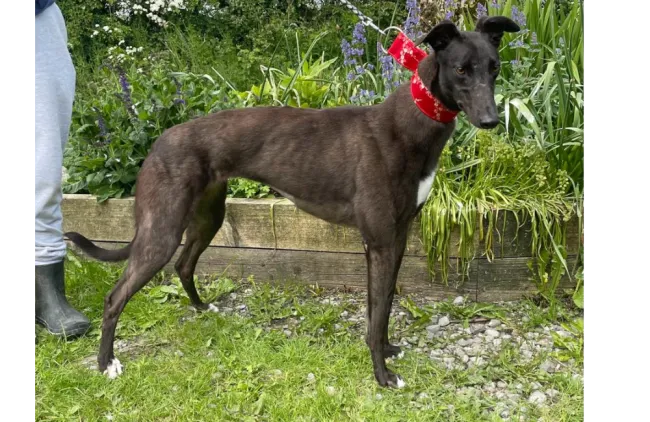 Greyhound Meryl