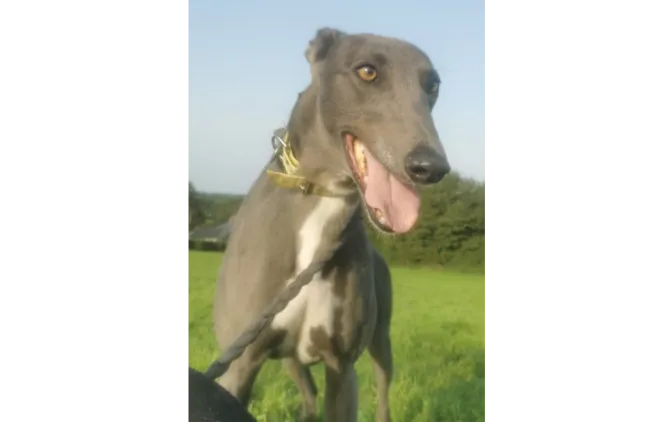 Greyhound Sadie