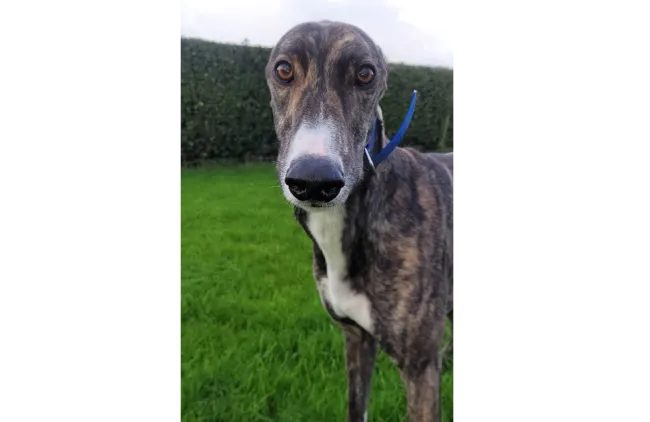 Greyhound Hugo