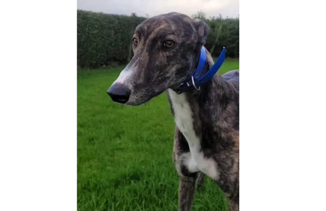 Greyhound Hugo