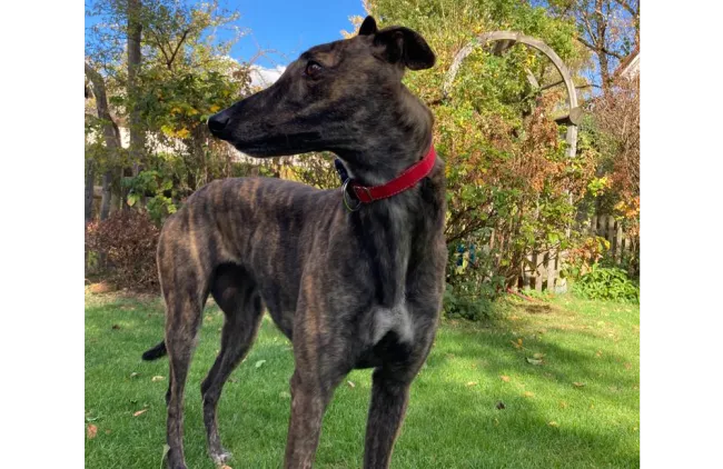 Greyhound Molly
