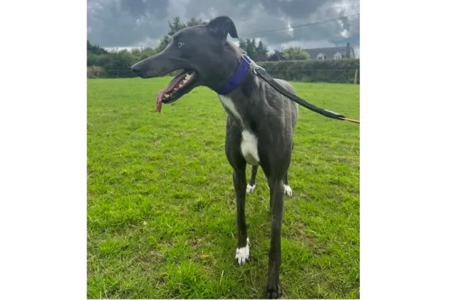 Greyhound Ruby