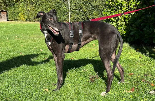 Greyhound Winnie