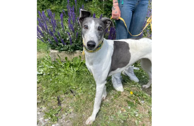 Greyhound Jodie