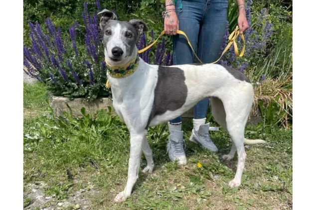 Greyhound Jodie