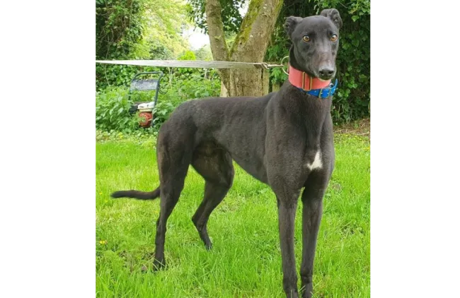 Greyhound Charlie