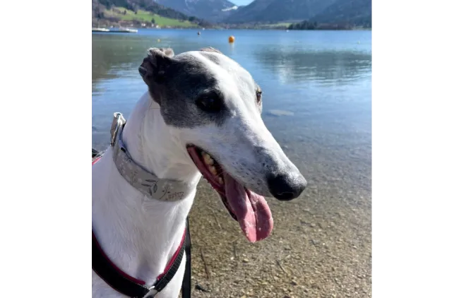 Greyhound Dan