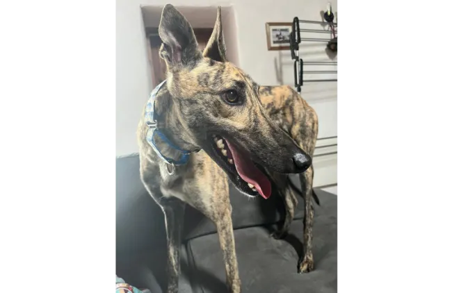 Greyhound Daxy