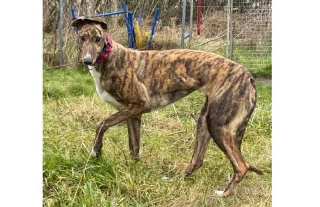 Greyhound Esme