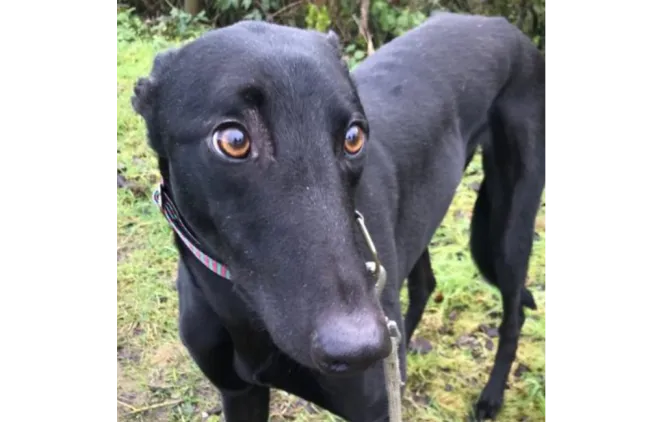 Greyhound Georgie