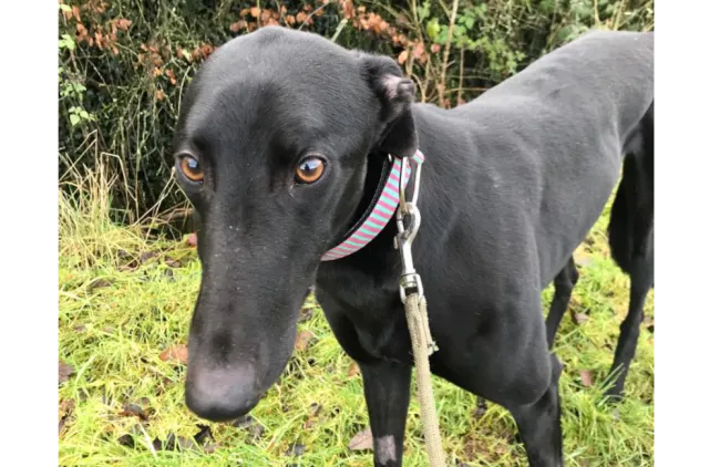 Greyhound Georgie